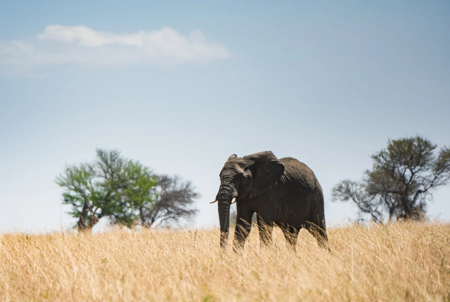 Elefante solitario entre hierba dorada